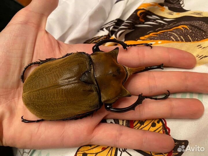 Экзотические жуки