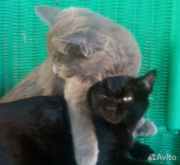 Очаровашки