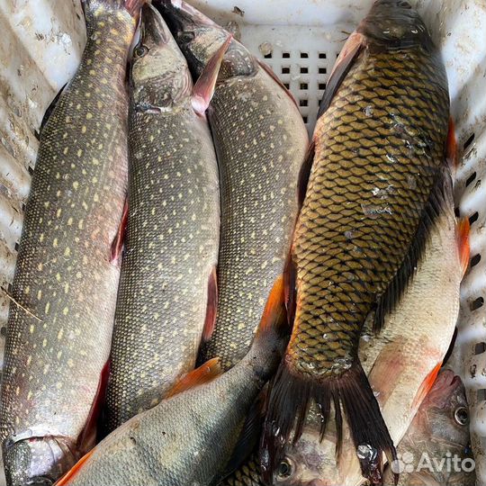 Пелядь, Карась, щука, сазан, лещ