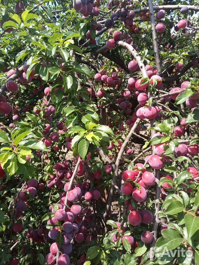 Алыча свежая