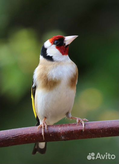 Щегол, Репел, Чиж, Дубанос, Зеленушка, Зяблик