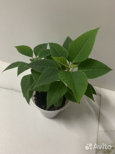 Пуансеттия