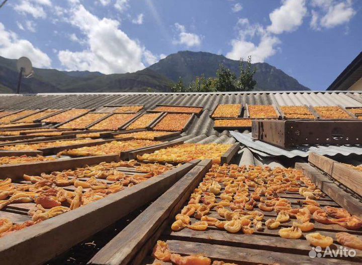 Горная курага