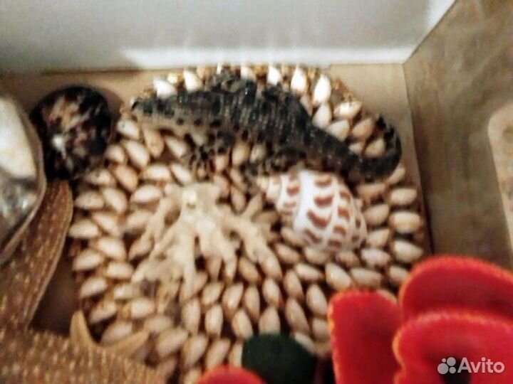 Сувениры, ракушки, и т.д