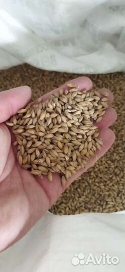 Солод светлый ячменный pilsner