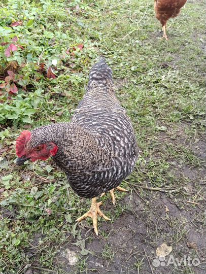 Молодые петухи Ухейлюй