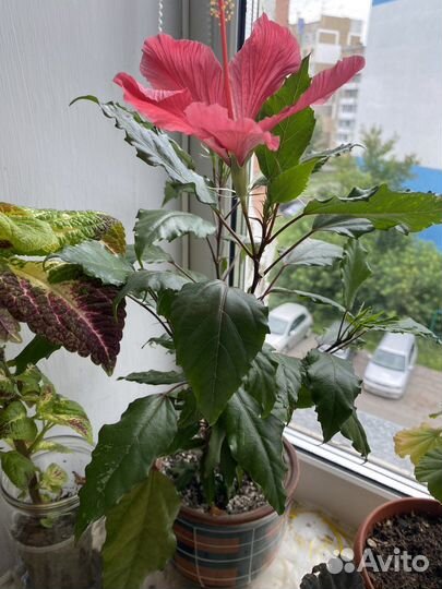 Гибискус,красандра и пеларгония