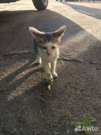 Котенок в добрые руки бесплатно