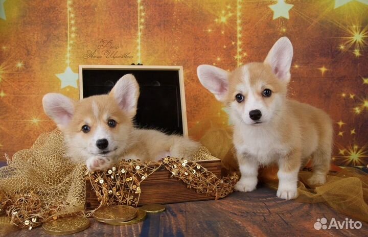 Полностью воспитанная девочка вельш-корги пемброк