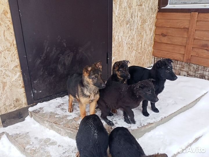 Собаки щенки немецкая овчарка