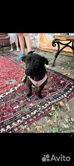 Собака в добрые руки