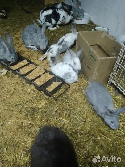Продам кроликов