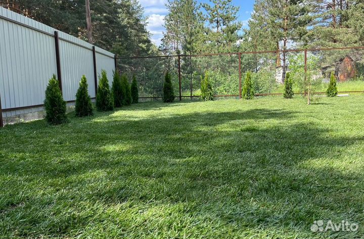 Рулонный газон