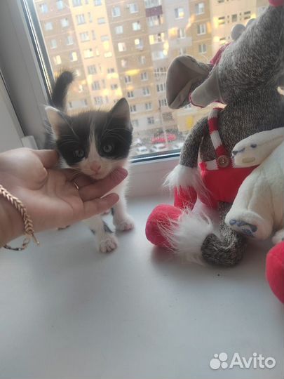 Котенок девочка