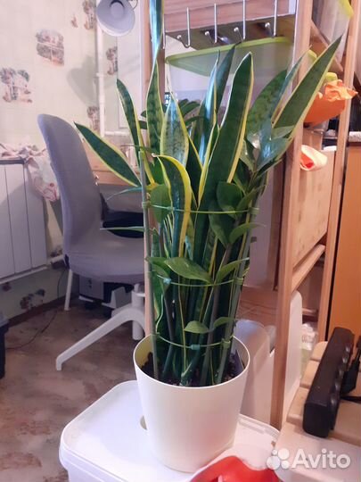 Коллекция тропических растений