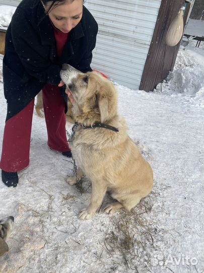 Отдам щенят в добрые руки