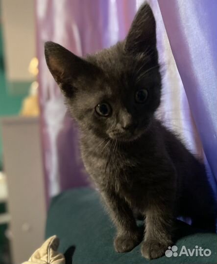 Британские котята