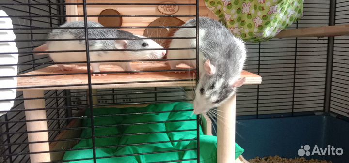 Крысята девочки