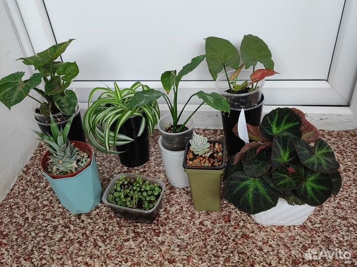 Комнатные цветы
