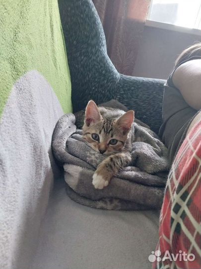 Котёнок в добрые руки бесплатно
