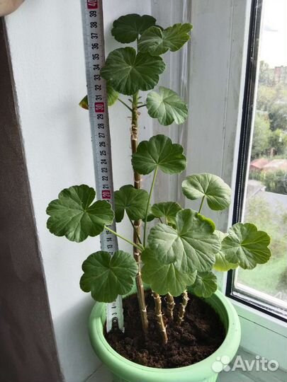 Пеларгония