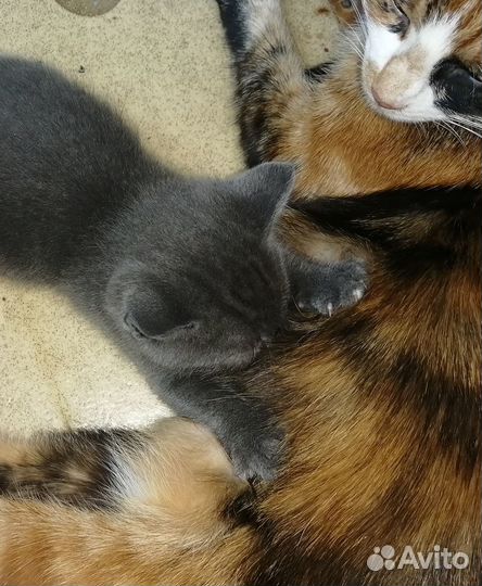 Котята в дар