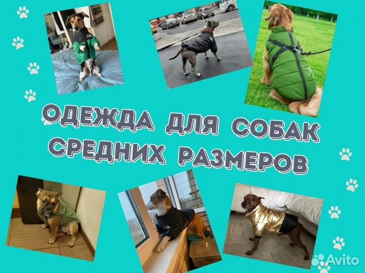 Одежда для собак средних размеров