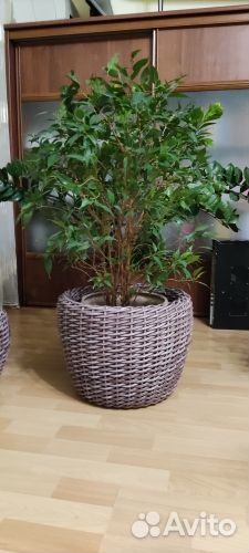 Растения комнатные: Фикусы, замиокулькас