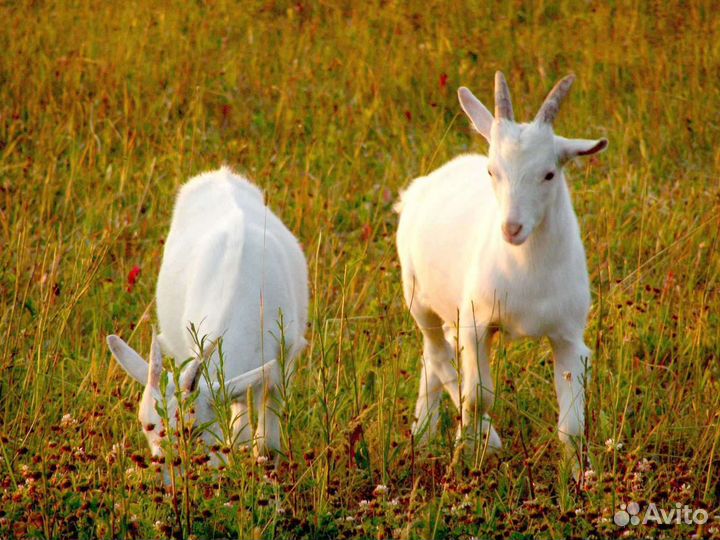 Козлята