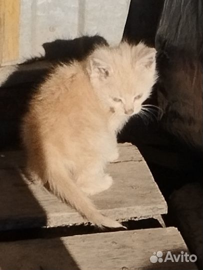 Котята отдам даром Москва