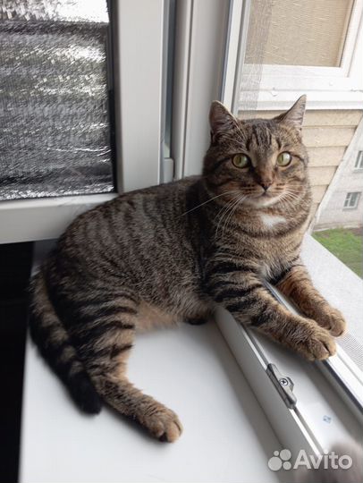 Молодой котик