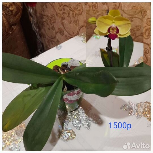 Орхидея фаленопсис