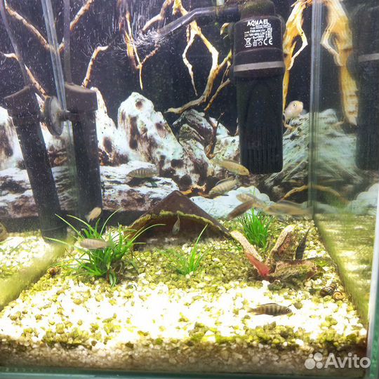 Малавийские цихлиды