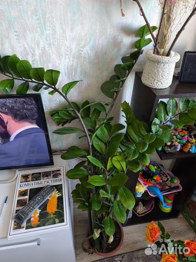 Замиокулькас высокий