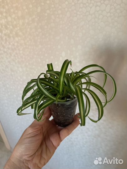 Хлорофитум кудрявый вариегатный