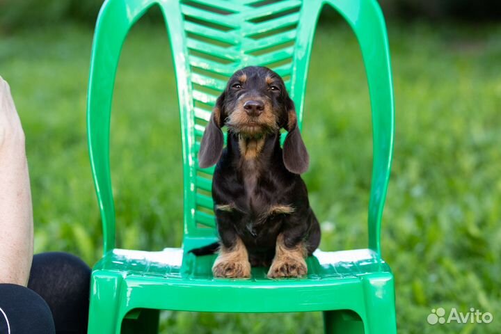 Такса жесткошерстная кроличья