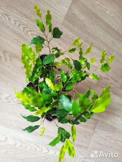 Фикус бенджамина Голден Моник