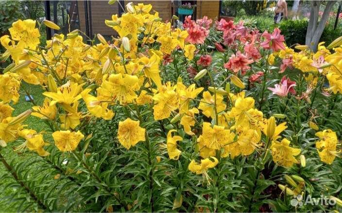 Лилия азиатская 10 штук