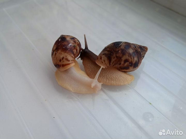 Улитки ахатина
