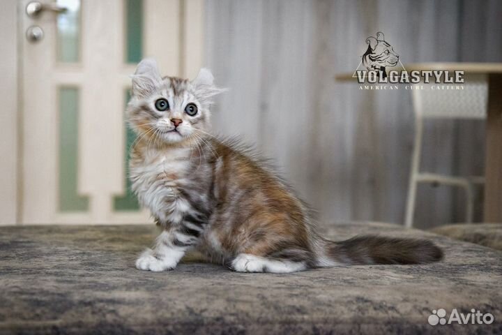 Очаровательная девочка Lambada редкой породы