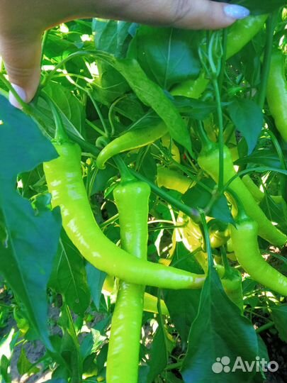 Перец цицак