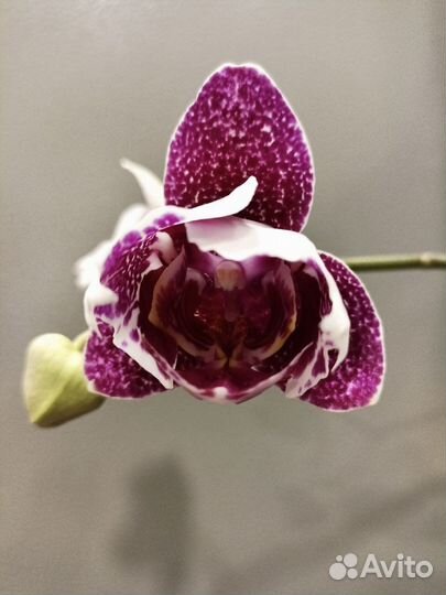 Орхидея фаленопсис трилипс