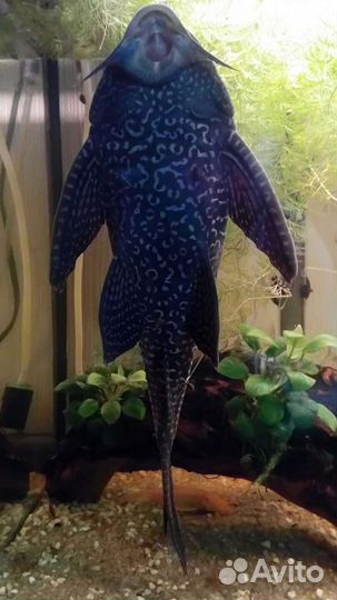 Птеригоплихт (Парчовый сом)