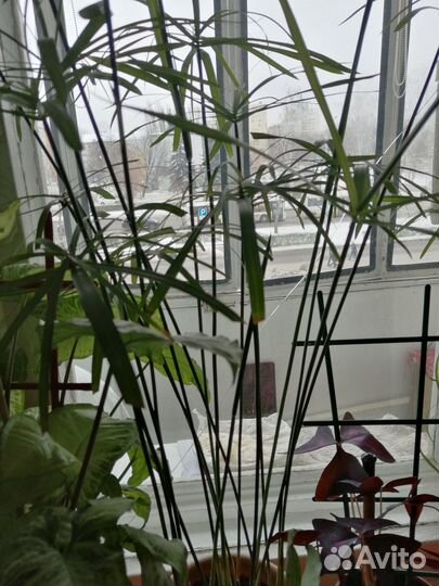 Пеперомия серебристая, Циперус