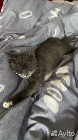 Кошки в добрые руки