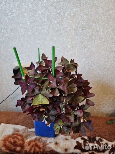 Кислица оксалис или Бабочка