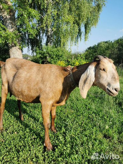 Нубийская коза