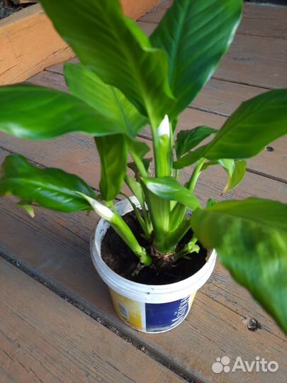 Спатифиллум Женское счастье