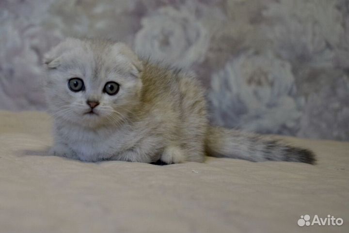 Шотландские котята