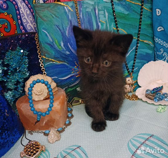 Ласковая девочка в добрые руки